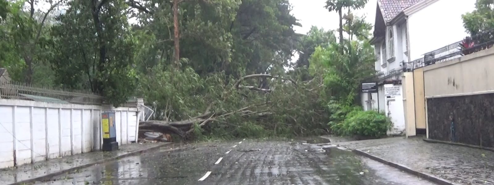 Fallen Trees Bring Colombo City to a Standstill!